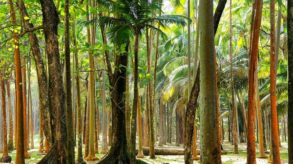 Palm Tree Forest