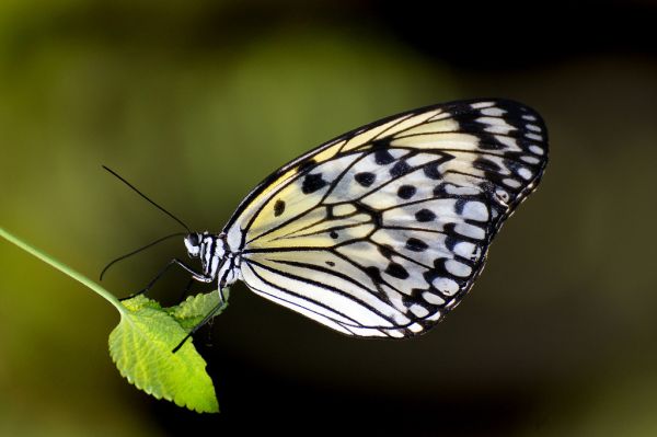 Paper Kite.Malaysia.