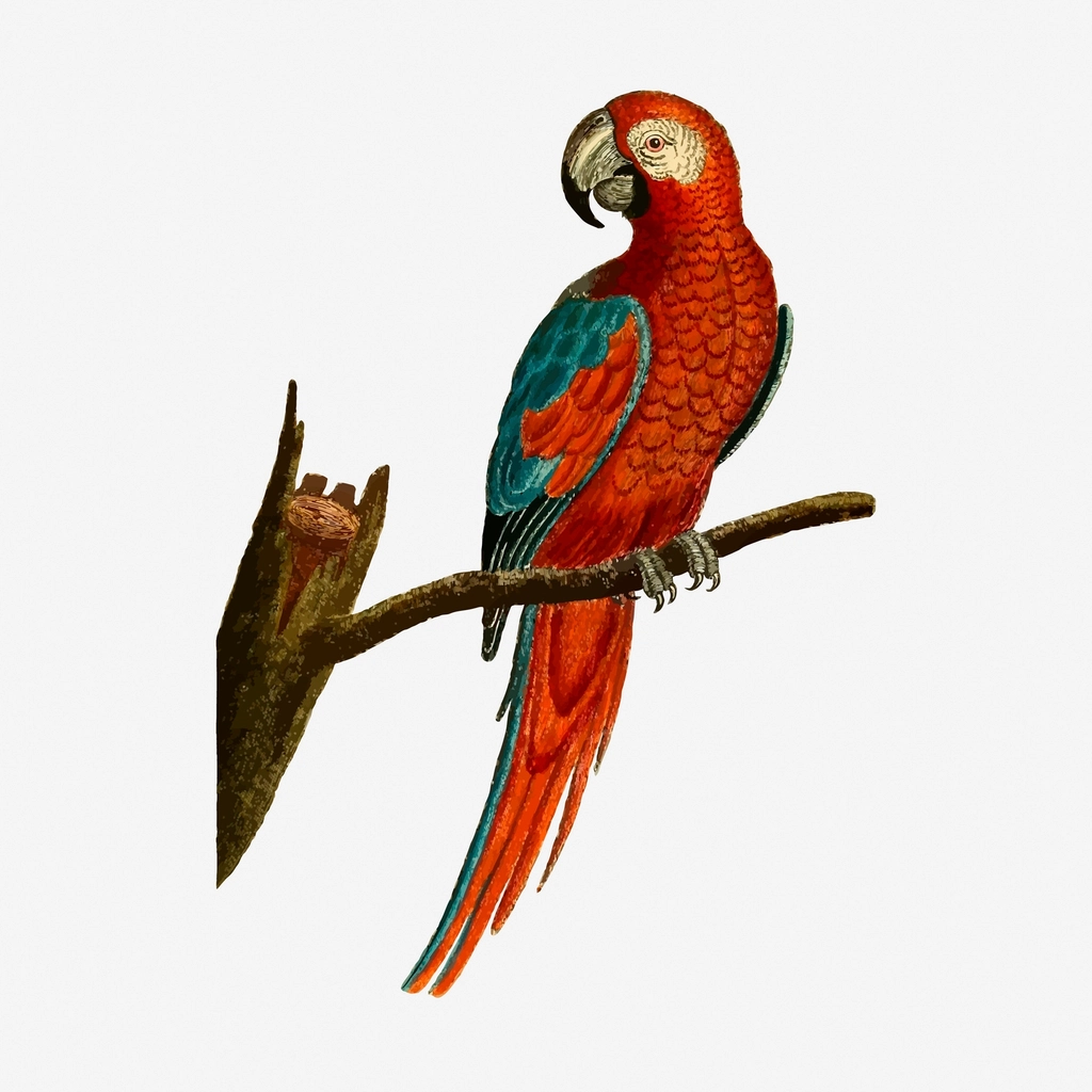 Parrot bird hand drawn illustration