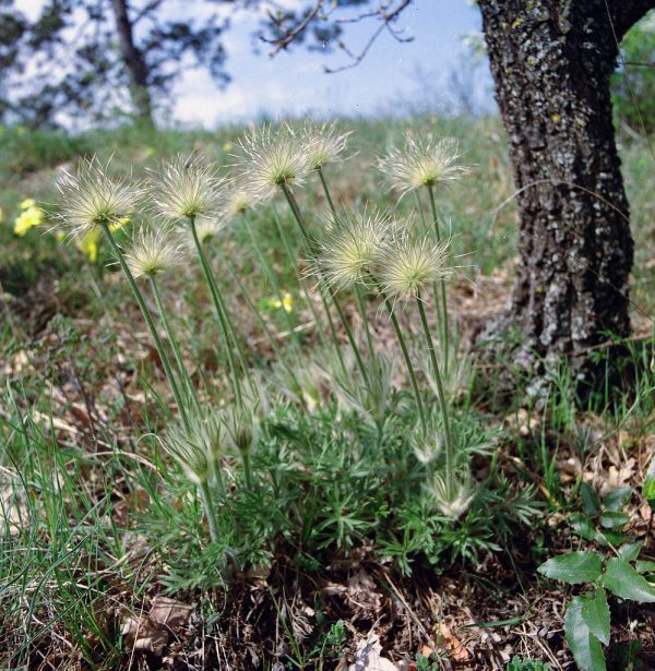 Pasqueflower / Pulsatilla / Kökörcsin
