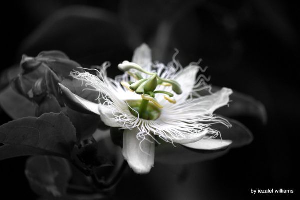 Passion star unit by iezalel williams IMG_5792-004 - Canon EOS 700D