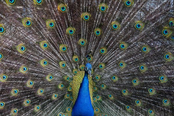 Peacock Background Pattern