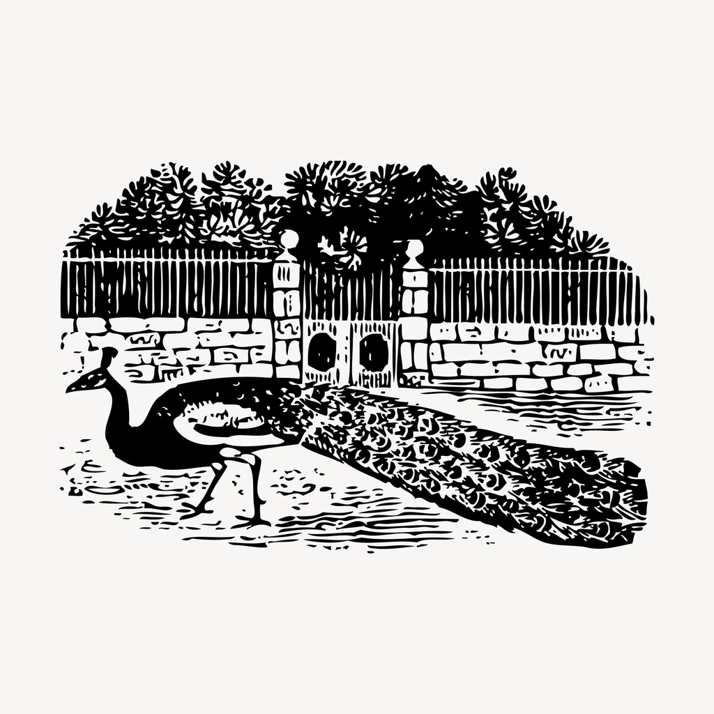 Peacock hand drawn clipart, animal
