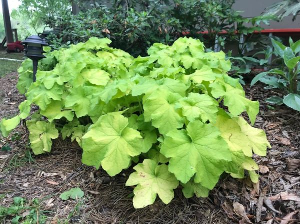 Perennial Garden Plant- Heuchera