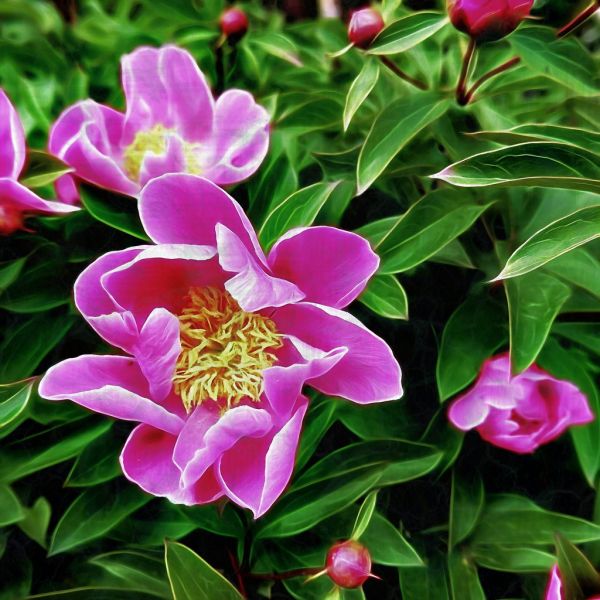 Perfumed