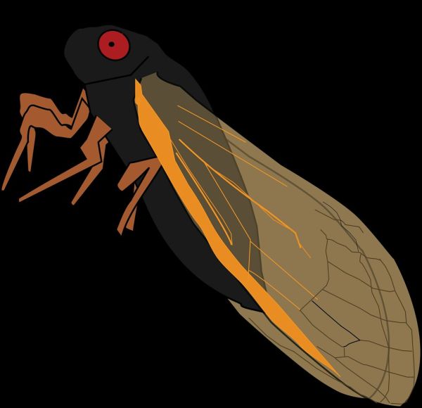 Periodical cicada vector image