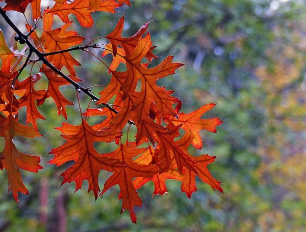 Pin Oaks.