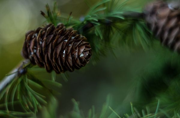pine-cone-1741178