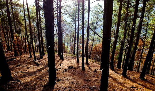 Pine Forest