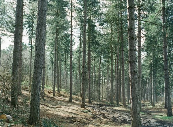 Pine Tree Forest