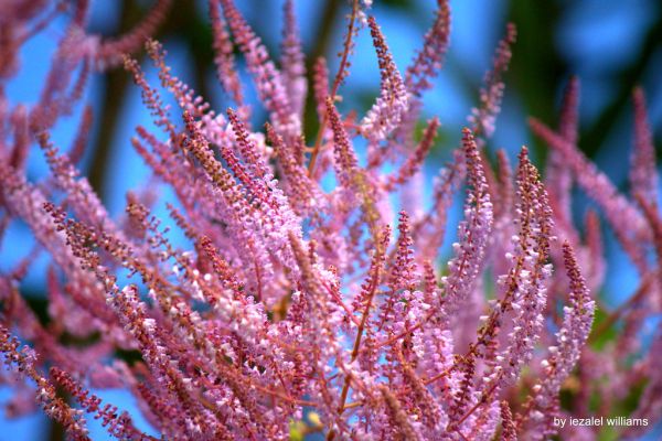 Pink and Blue IMG_9347