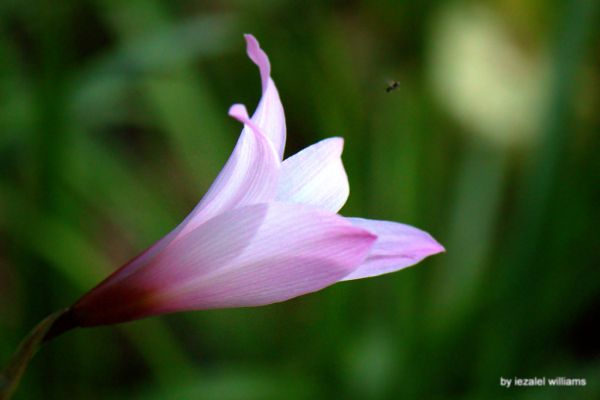 Pink flower by iezalel williams - Canon EOS 700D - IMG_0228