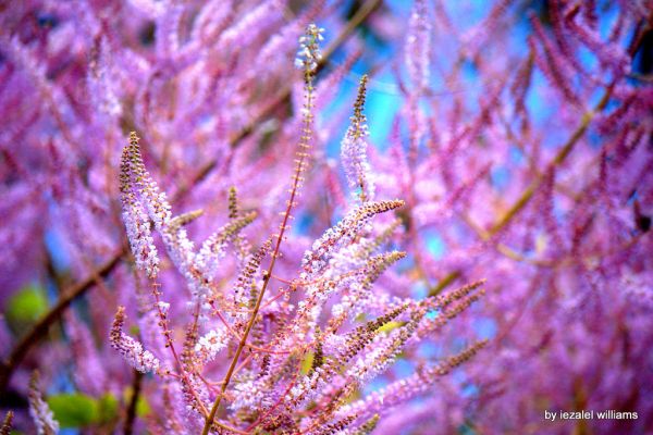 Pink Monday by iezalel williams - IMG_9326-001IMG_9326-002