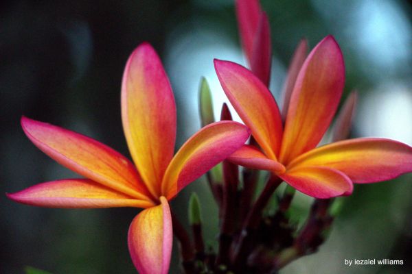 Pink-orange plumeria flowers by iezalel williams - IMG_8848-004 - Canon EOS 700D