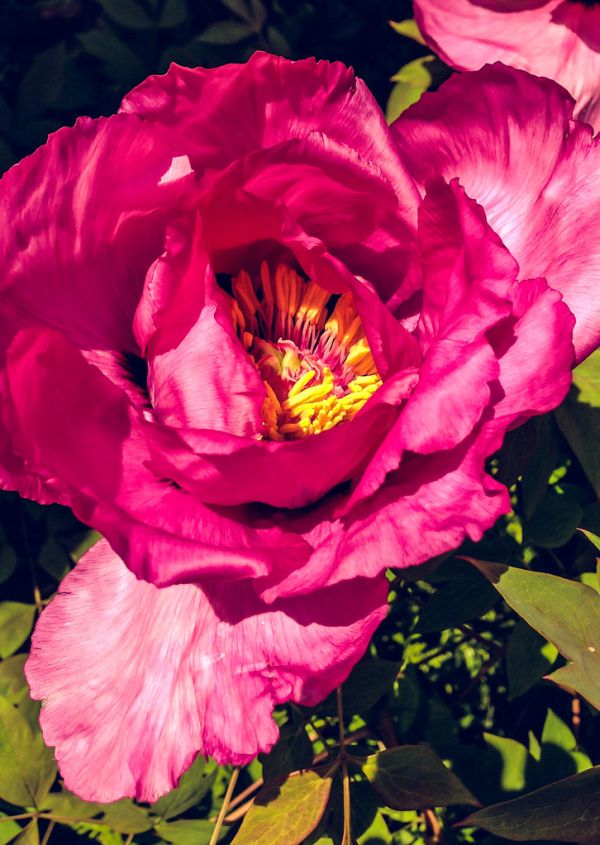 Pink Peony