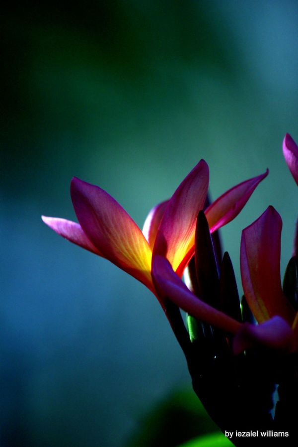 Pink plumeria flower by iezalel williams - IMG_5675-011 - Canon EOS 700D