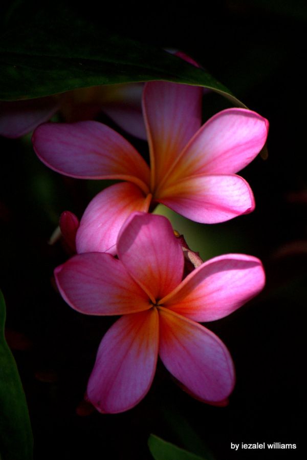 Pink Plumeria IMG_7557