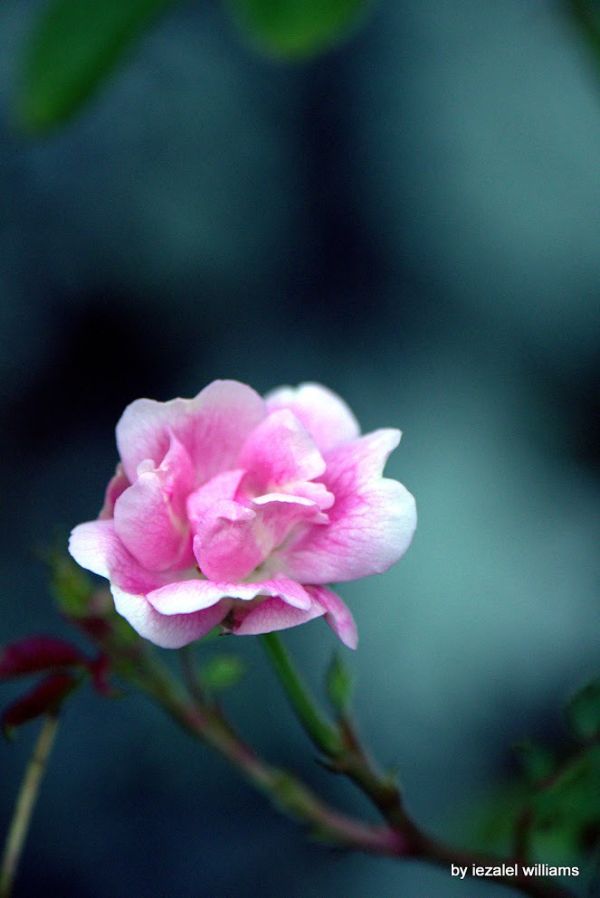 Pink rose by iezalel williams - Canon EOS 700D