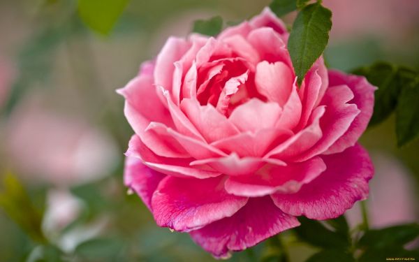 Pink rose