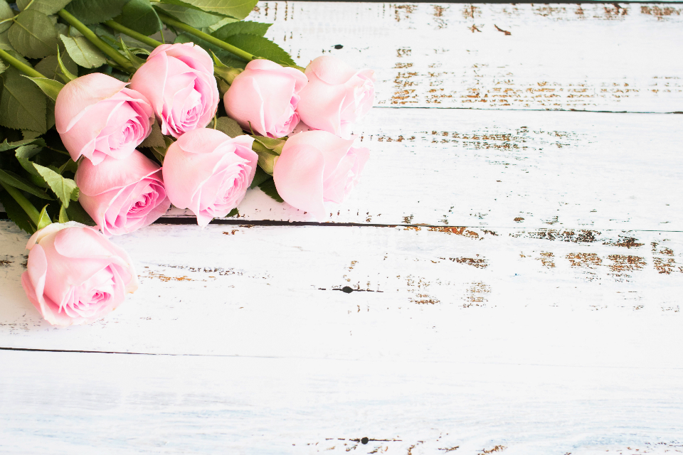 Pink Roses