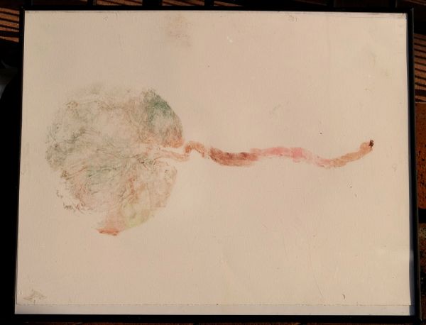 Placenta Print In 'Tribute To Takoma Midwives' (Takoma Park, MD)