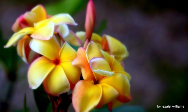 Plumeria Season - IMG_7-002