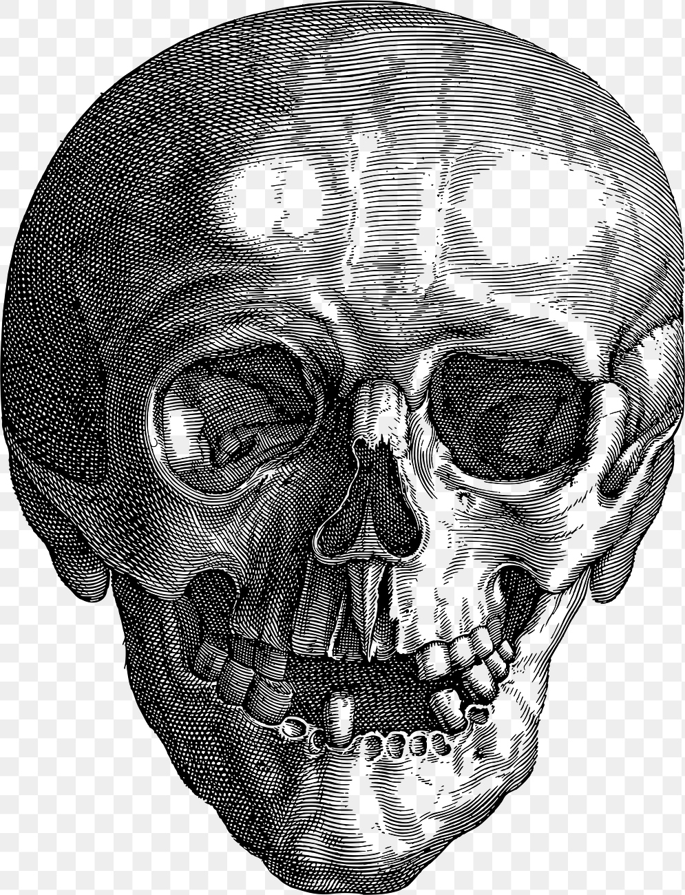 Png Detailed skull line art
