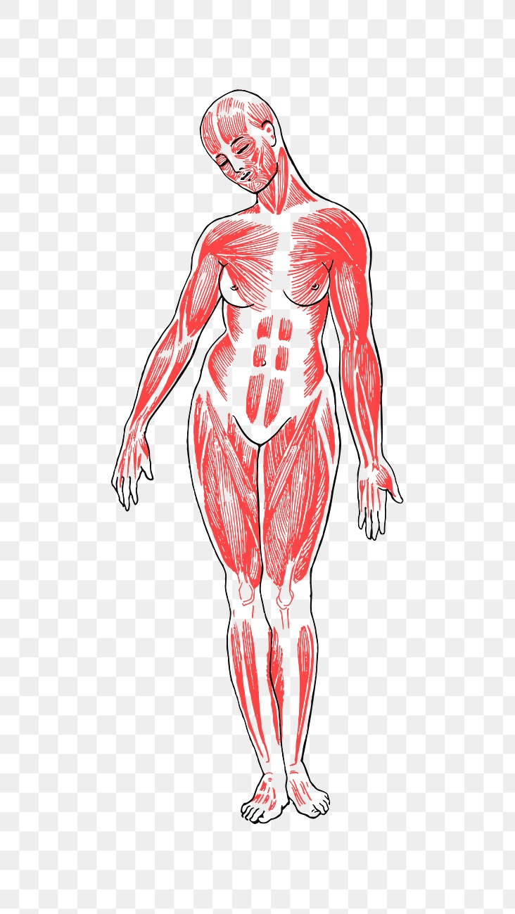 PNG Female Musculature Line Art
