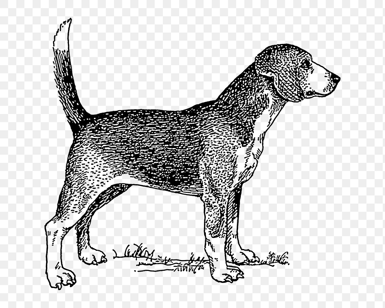 Png Line art drawing beagle
