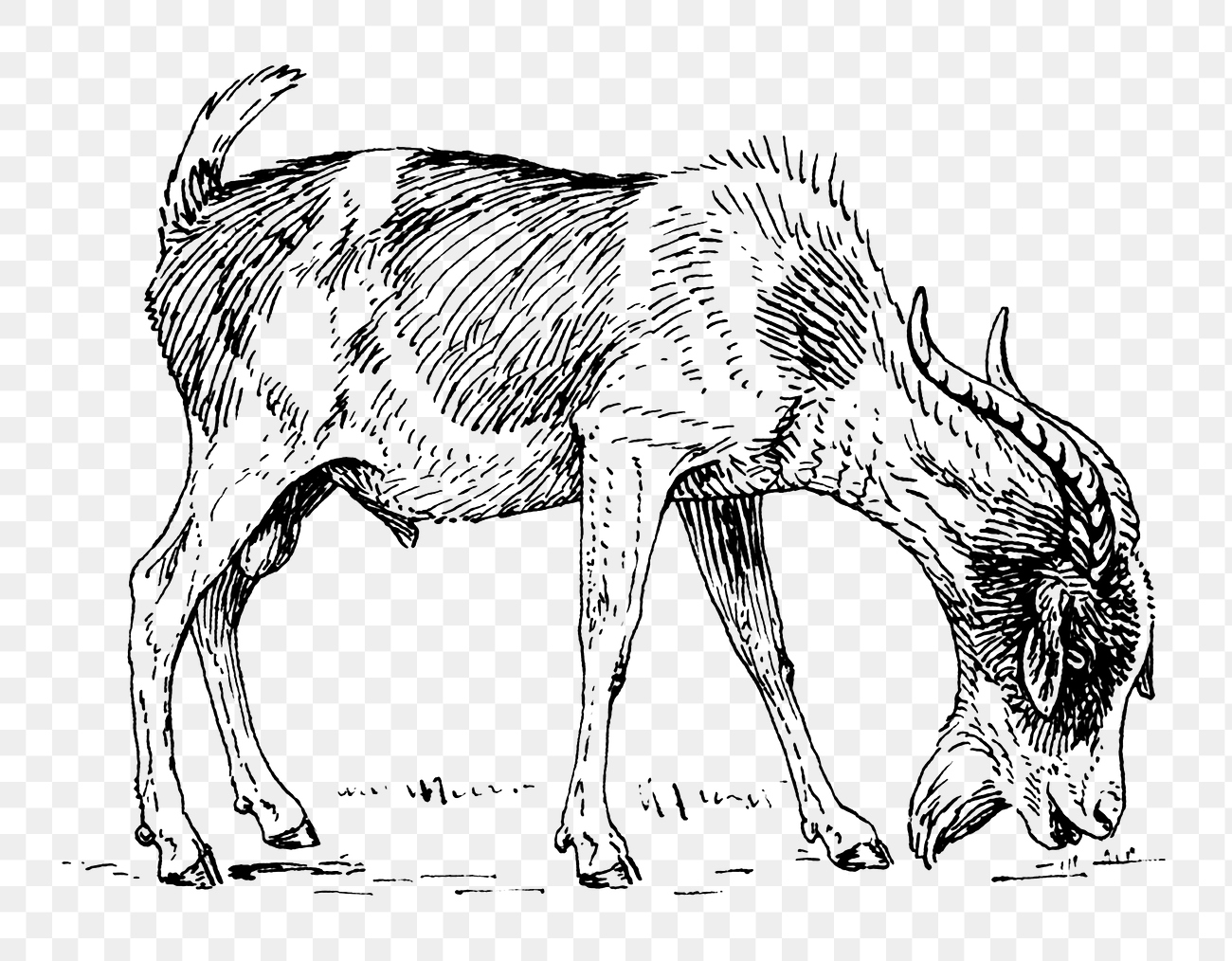 Png Line art drawing goat
