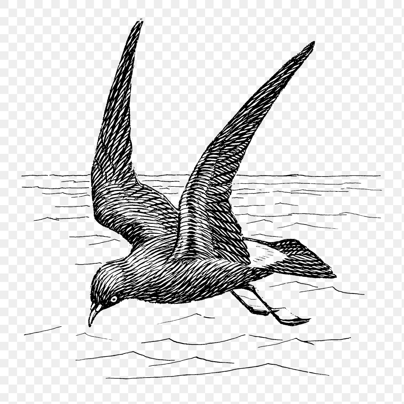Png Line art drawing petrel