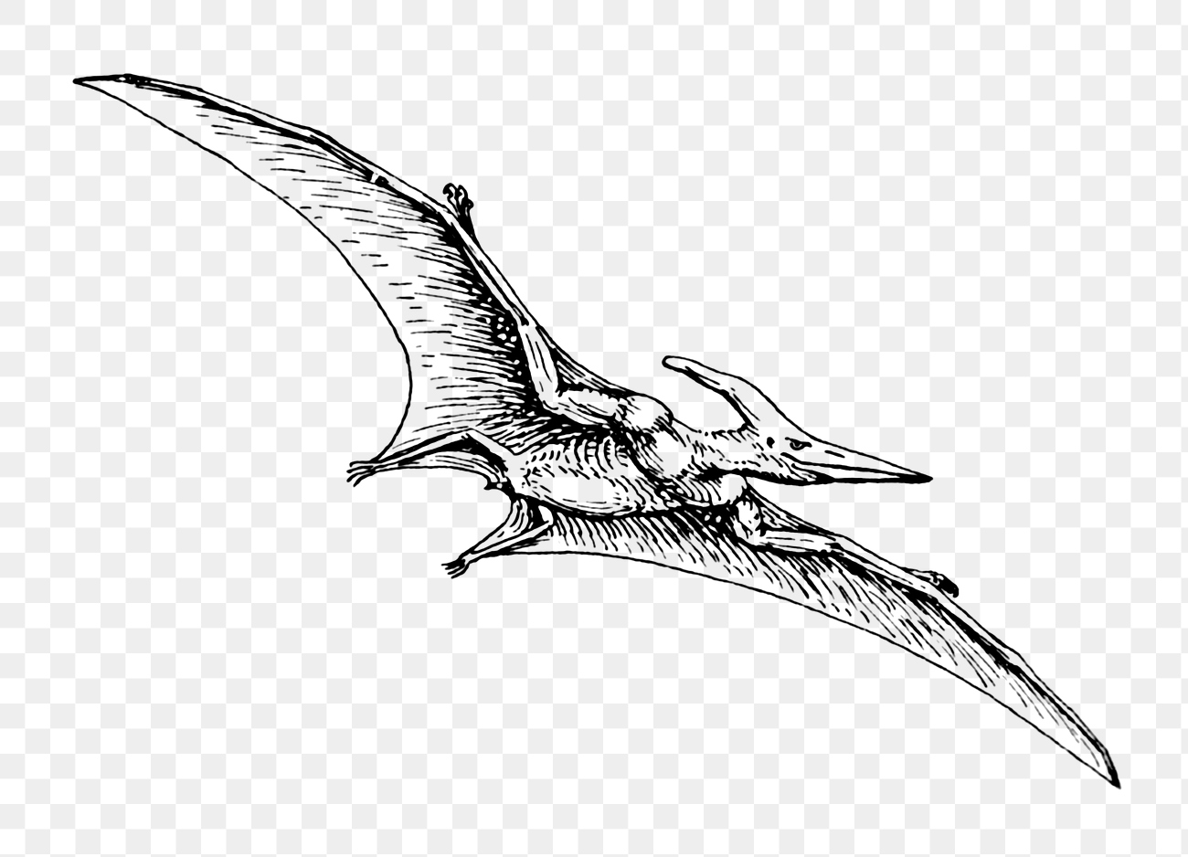 Png Line art drawing Pteranodon