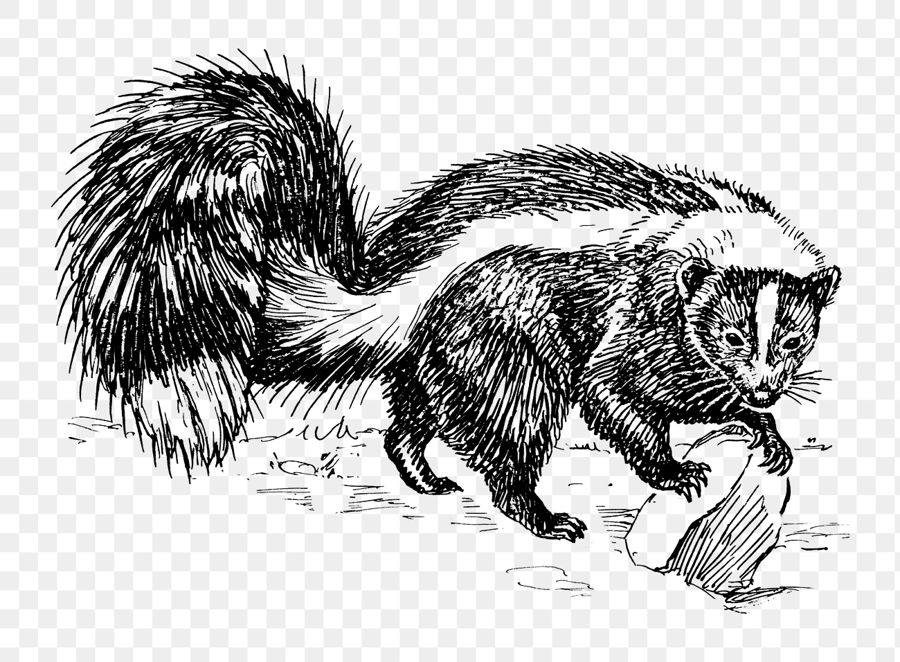 Png Line art skunk it