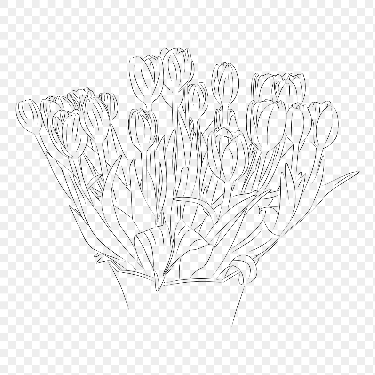 Png tulips line art sticker