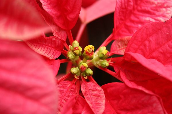 Poinsettia- close up of the flower