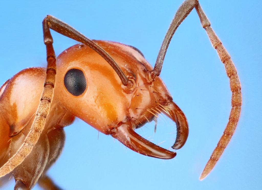 Polyergus montivagus Portrait face slave-raiding