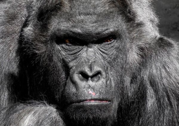 Portrait of Gorilla