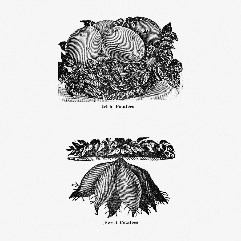 Potato hand drawn illustration. Digitally