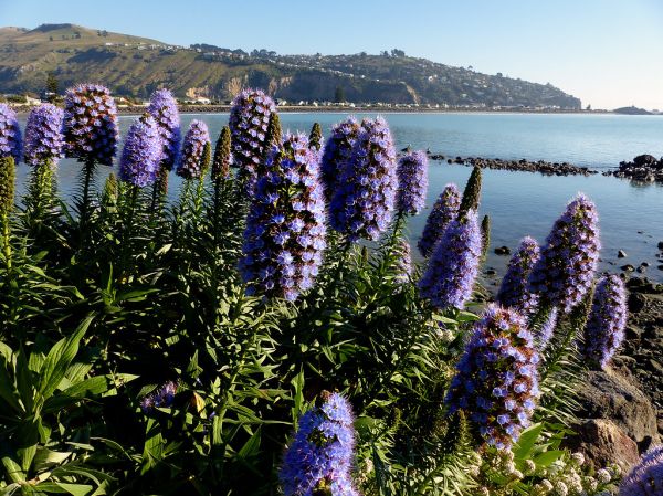 Pride of Madeira.(Echium candicans)