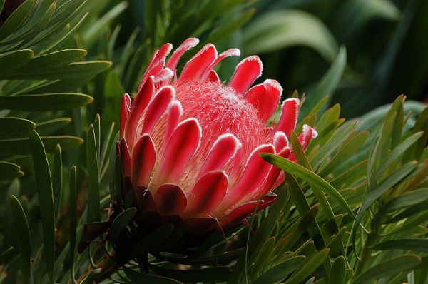 Proteas.