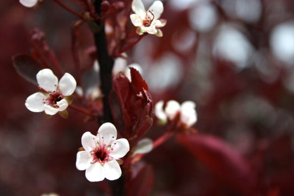 Purple Plum Bush Flowers