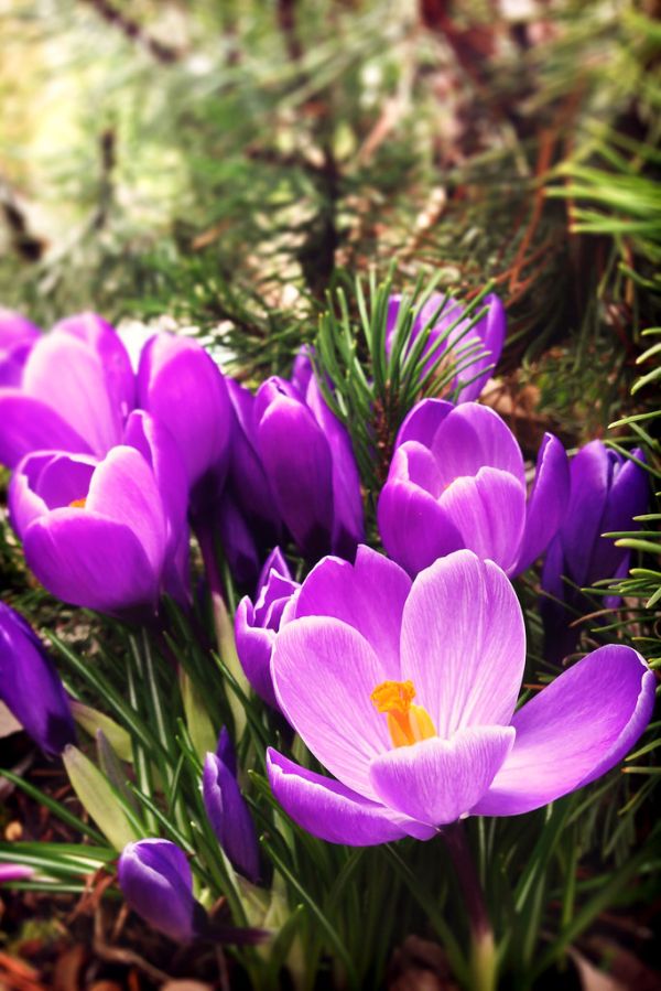 Purple Spring Crocus