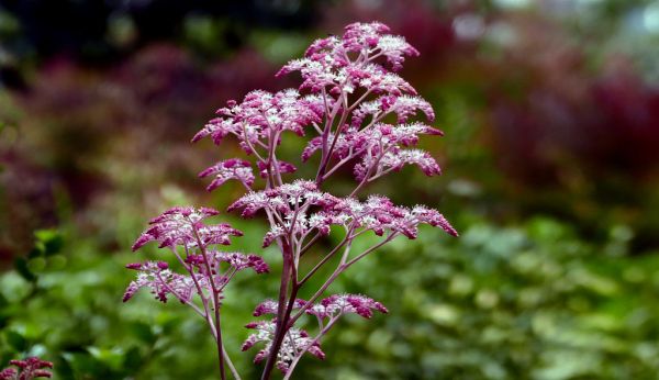 Queen of the Prairie, Meadowsweet Filipendula rubra.