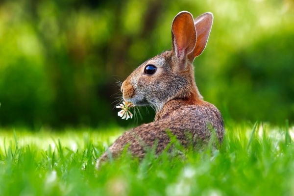 Rabbit Eating