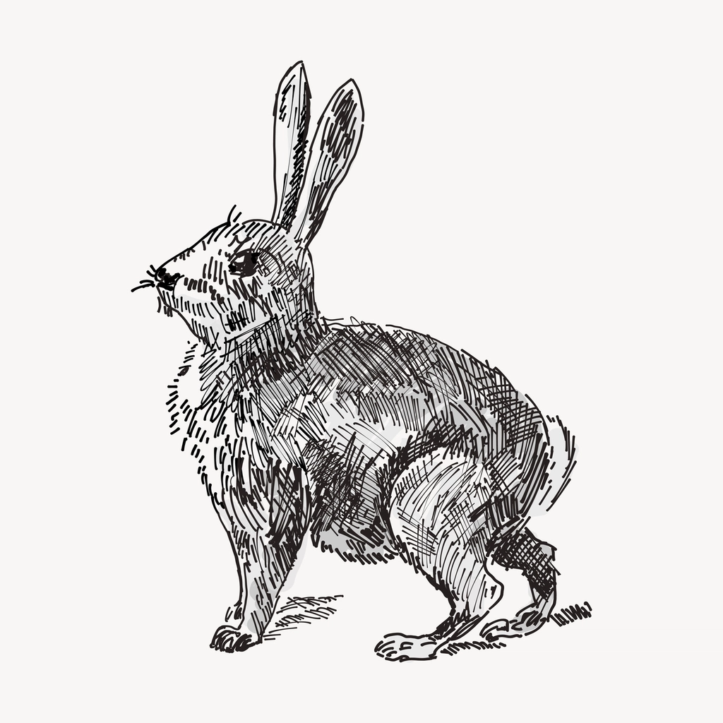 Rabbit hand drawn clipart, animal