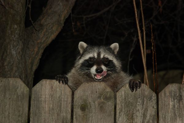 Raccoon