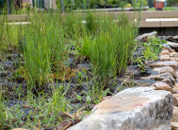 Rain Garden Plants