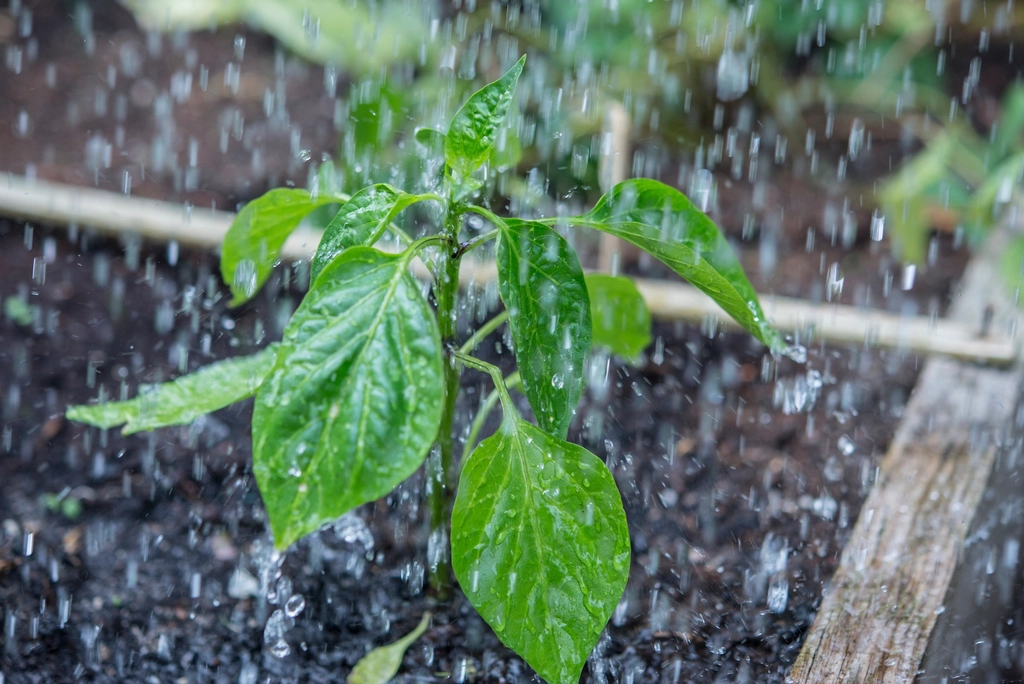 Raining garden plant