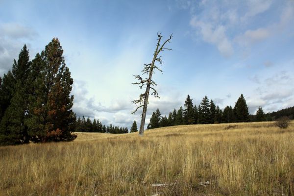 Ranch Land