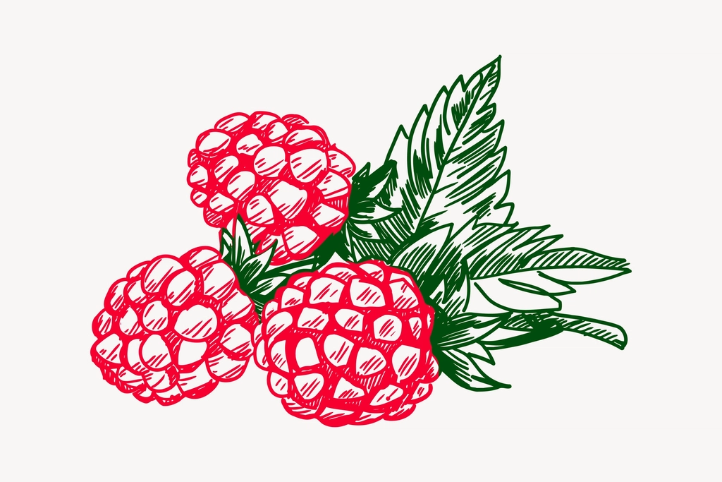 Raspberry clipart, drawing illustration vector